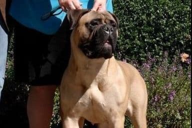Bullmastiff Puppies breeder image 2