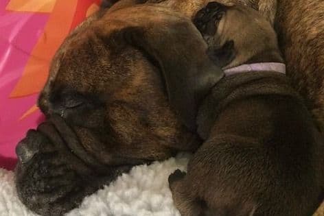 Bullmastiff Puppies breeder image 3