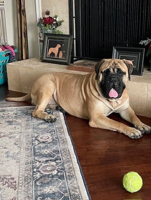 Bullmastiff Puppies breeder image 6