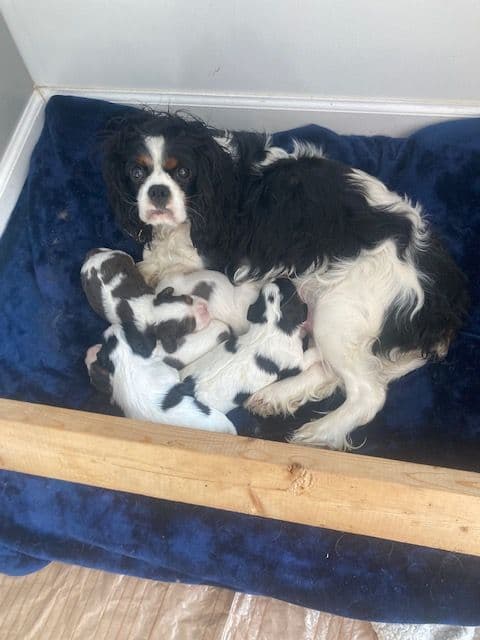 English Springer Spaniel Puppies breeder image 4