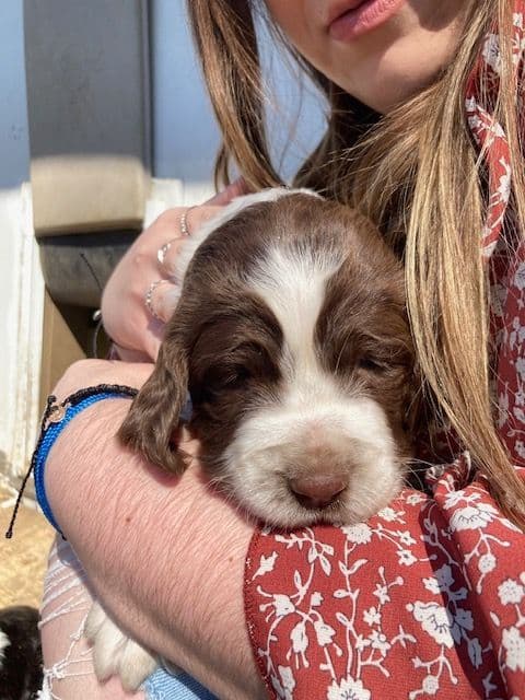 English Springer Spaniel Puppies breeder image 1