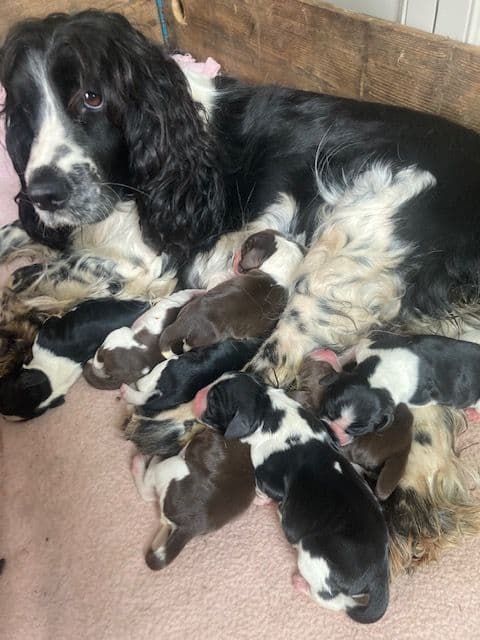 English Springer Spaniel Puppies breeder image 2