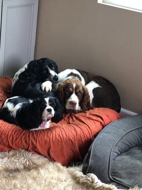 English Springer Spaniel Puppies breeder image 5