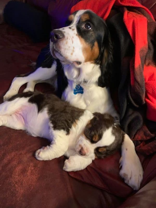 English Springer Spaniel Puppies breeder image 6