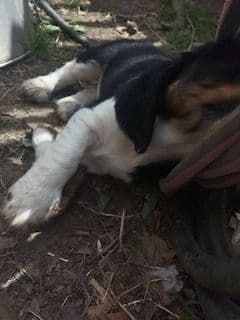English Springer Spaniel Puppies media 2
