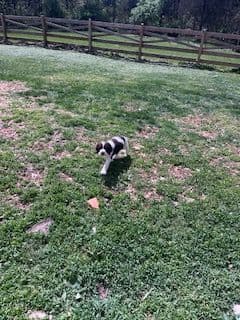 English Springer Spaniel Puppies media 4