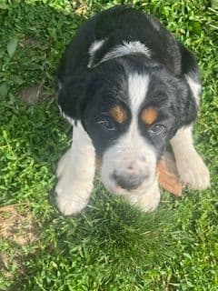 English Springer Spaniel Puppies media 5