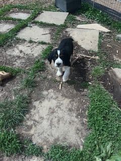 English Springer Spaniel Puppies media 3