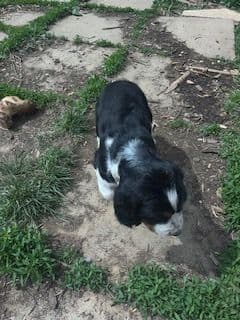 English Springer Spaniel Puppies media 8