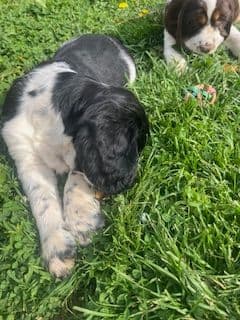 English Springer Spaniel Puppies media 9