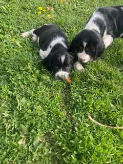 English Springer Spaniel Puppies media 7