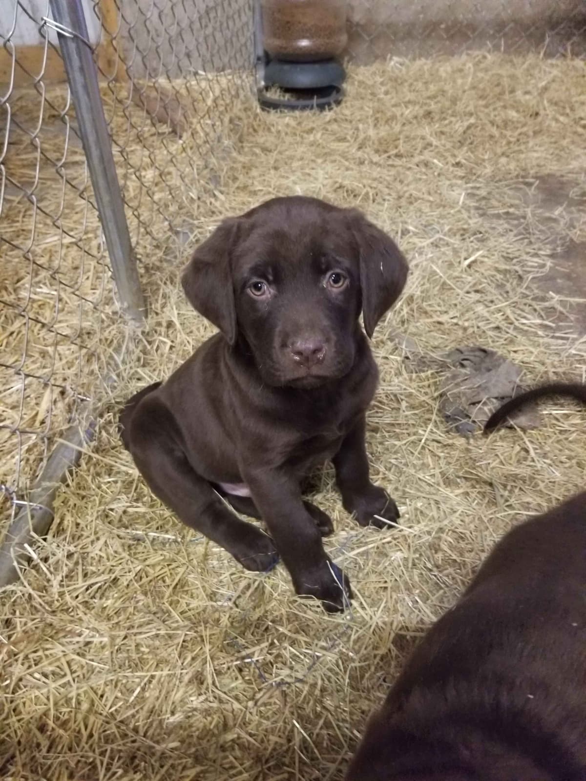 Labrador Retriever Puppies breeder image 1