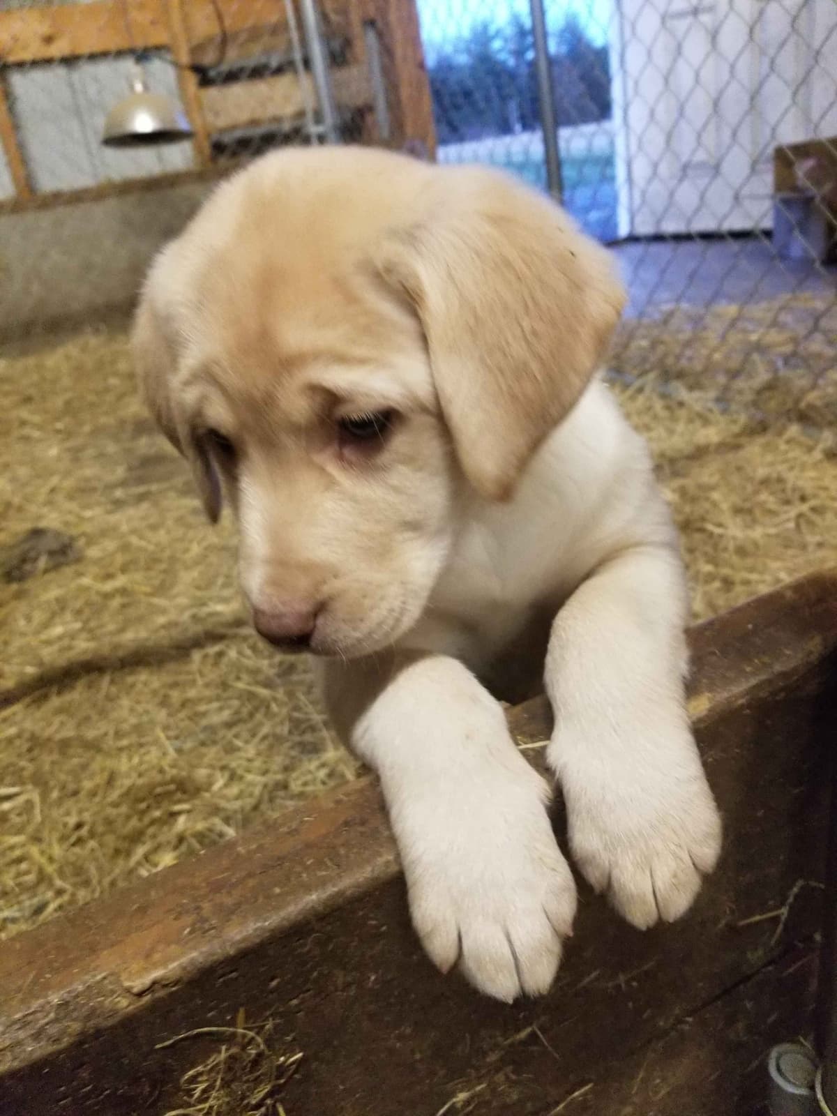 Labrador Retriever Puppies breeder image 3