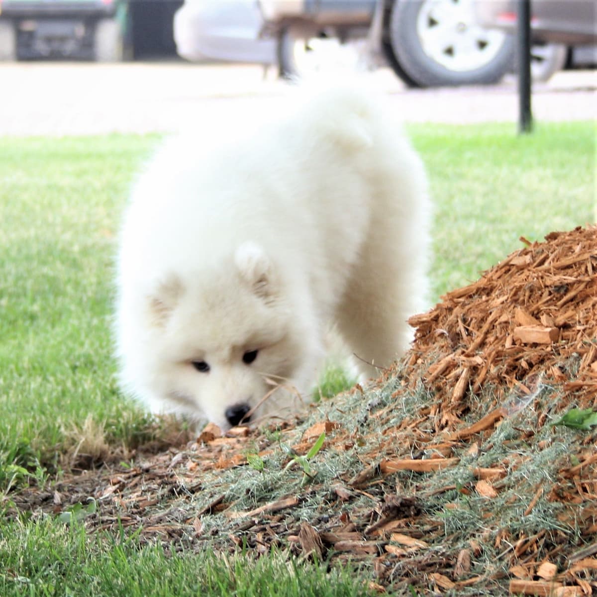 Samoyed Puppies breeder image 5