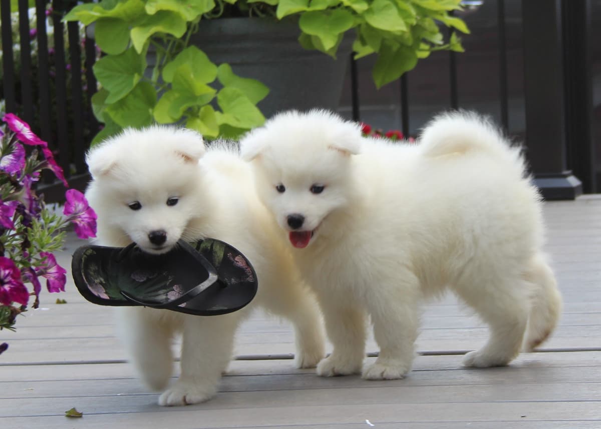 Samoyed Puppies breeder image 3