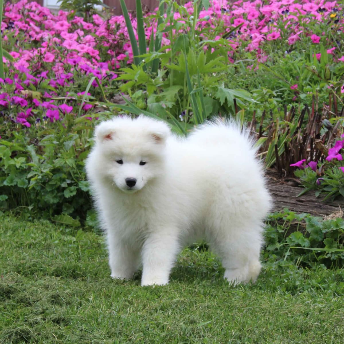 Samoyed Puppies breeder image 1