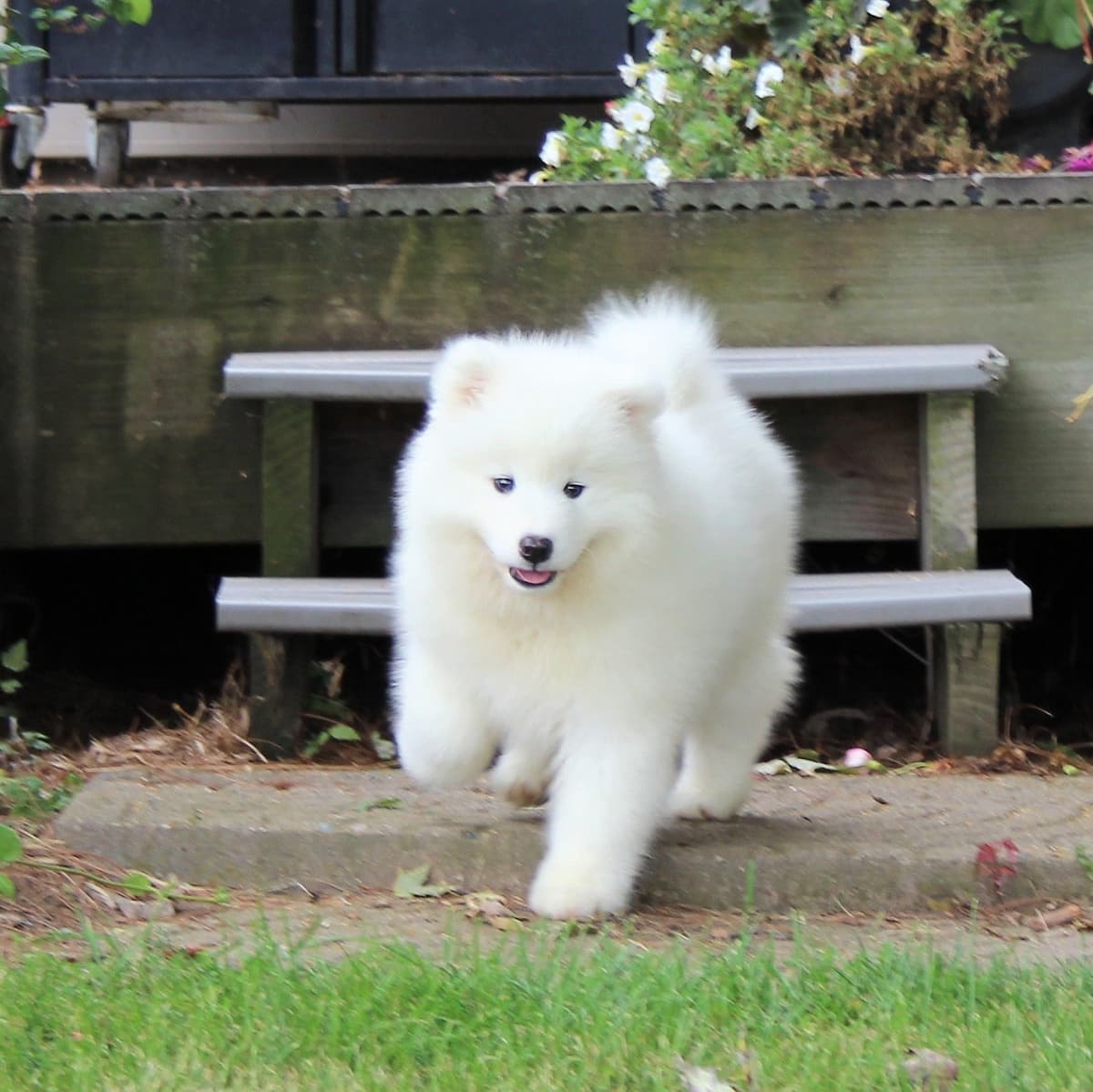 Samoyed Puppies breeder image 2