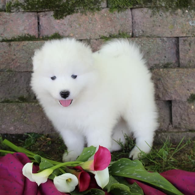 Samoyed Puppies media 5