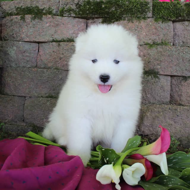 Samoyed Puppies media 10