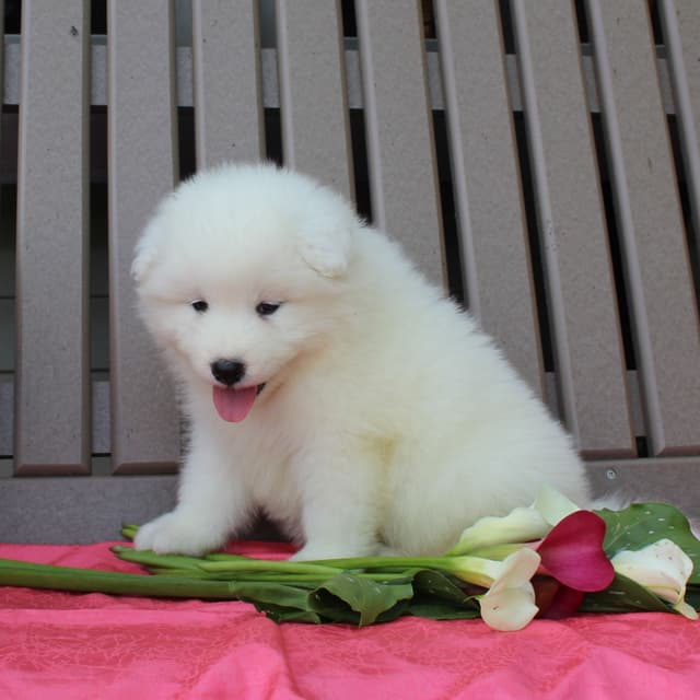 Samoyed Puppies media 2