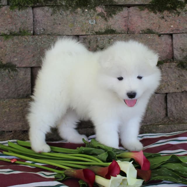 Samoyed Puppies media 4