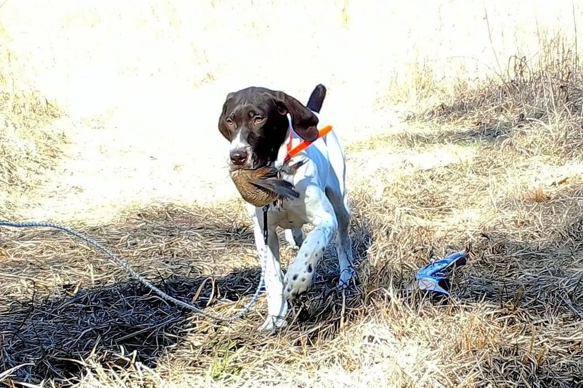 German Shorthaired Pointer Puppies breeder image 3
