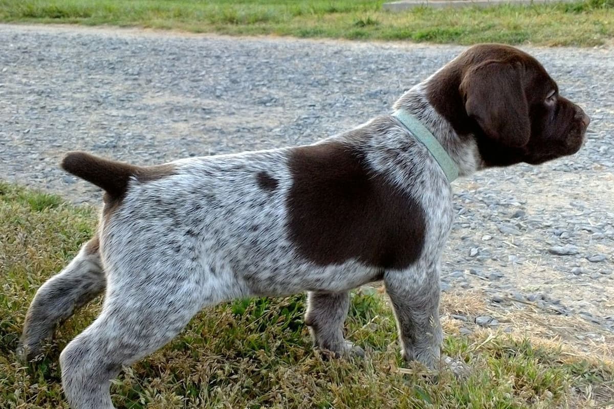 German Shorthaired Pointer Puppies breeder image 2