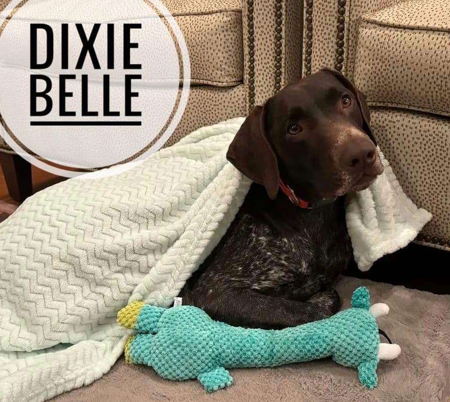German Shorthaired Pointer Puppies breeder image 6