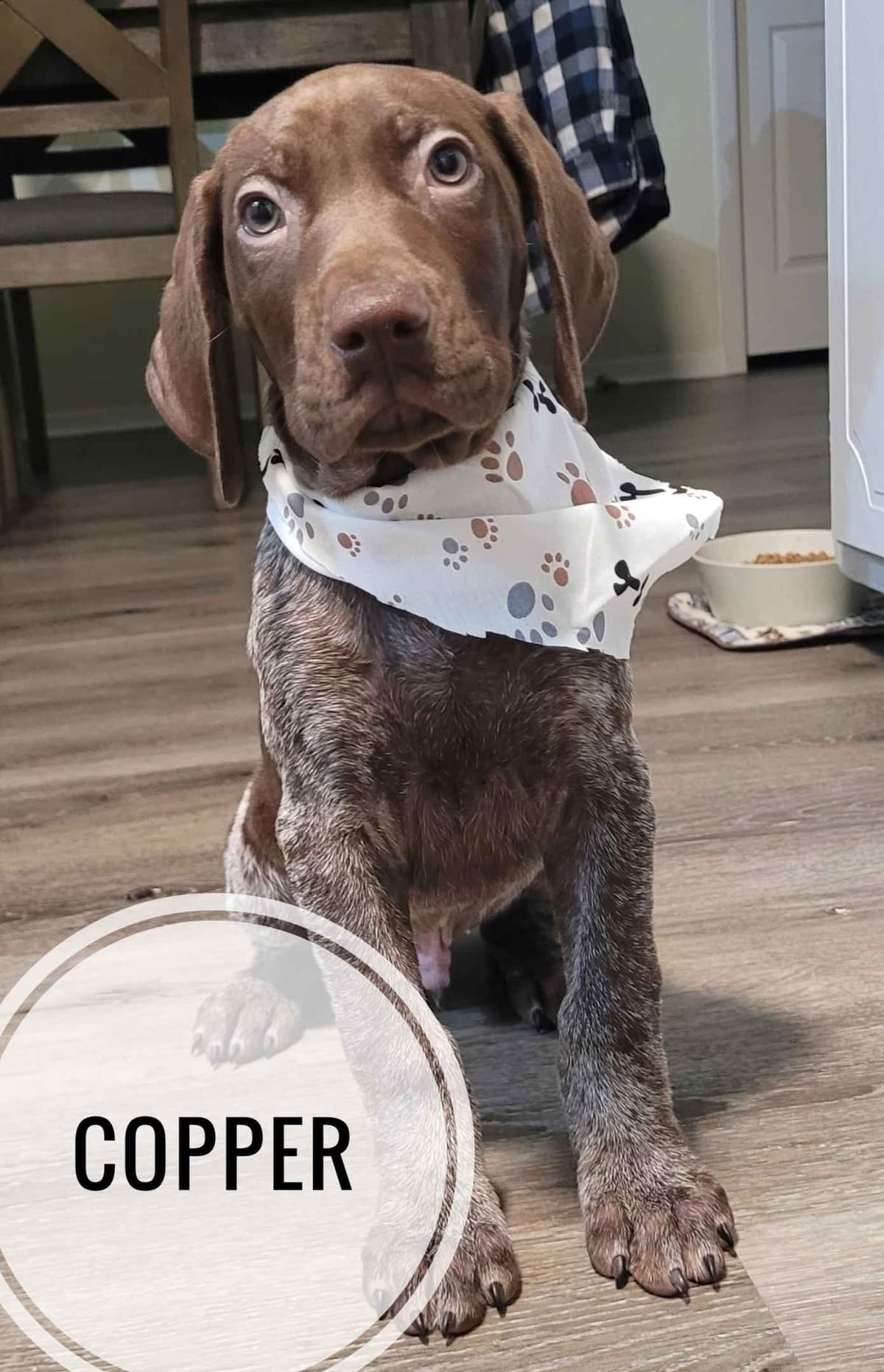 German Shorthaired Pointer Puppies breeder image 7
