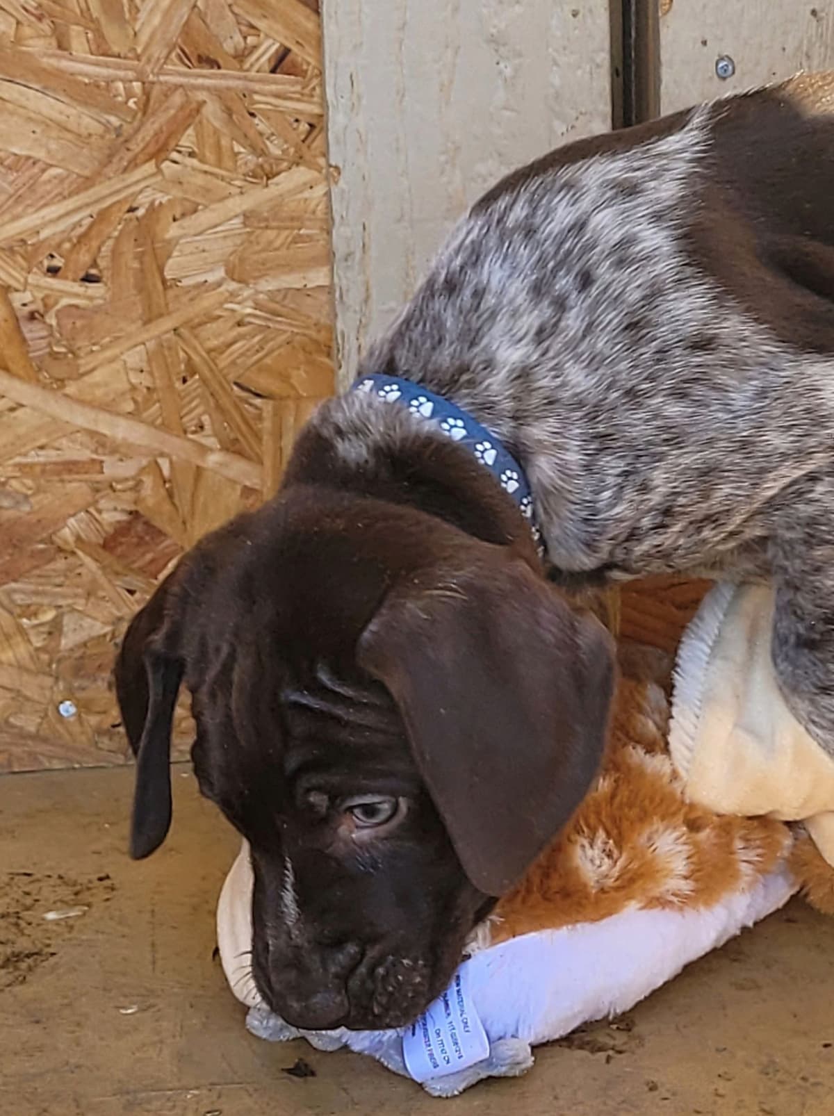 German Shorthaired Pointer Puppies breeder image 8