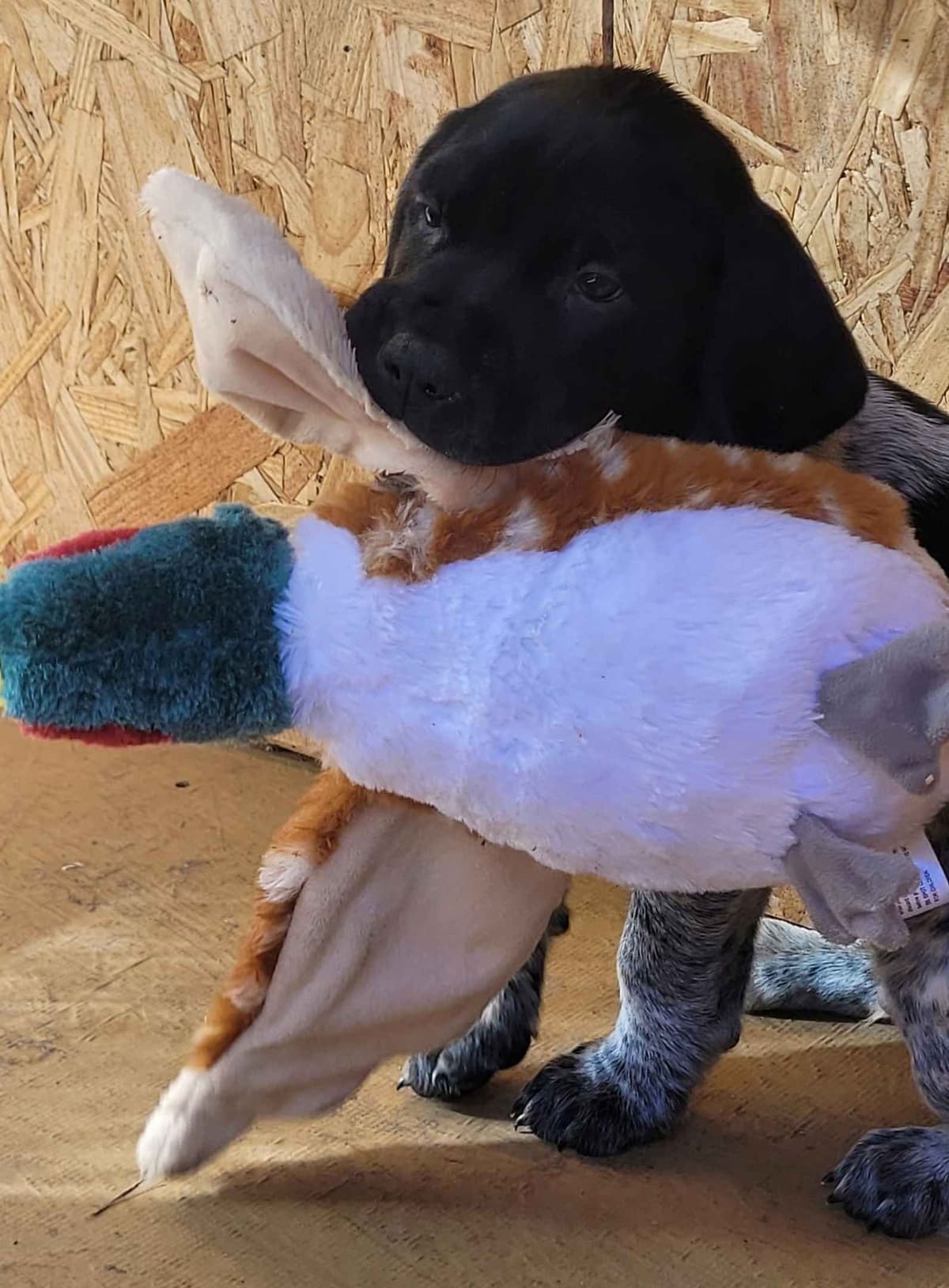 German Shorthaired Pointer Puppies breeder image 11