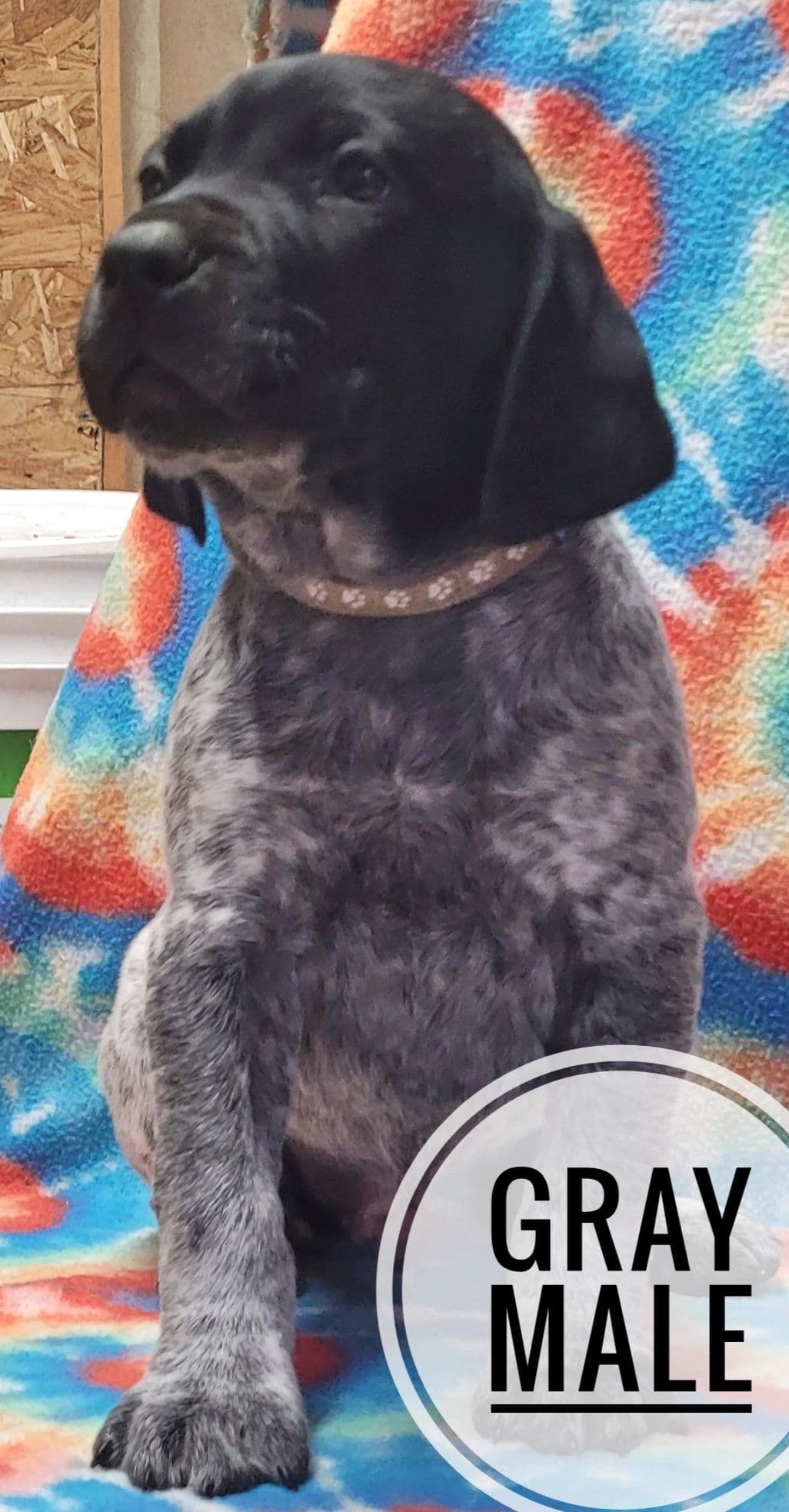 German Shorthaired Pointer Puppies breeder image 12