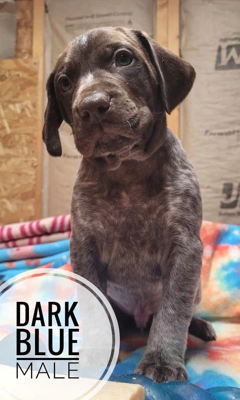 German Shorthaired Pointer Puppies breeder image 13