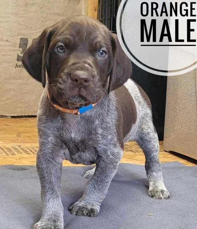 German Shorthaired Pointer Puppies breeder image 14