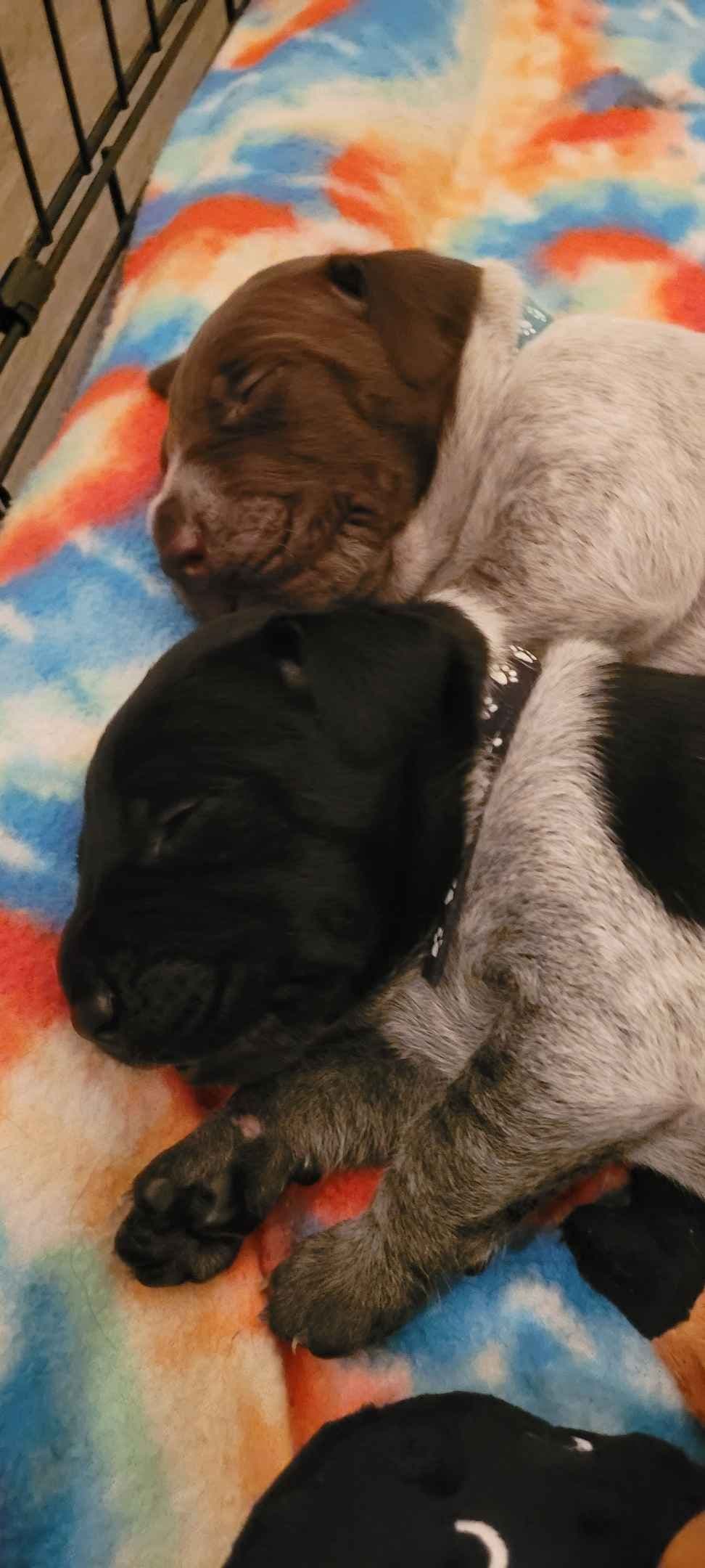 German Shorthaired Pointer Puppies breeder image 15
