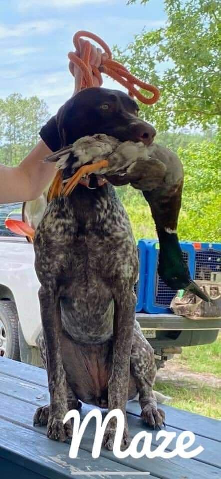 German Shorthaired Pointer Puppies breeder image 17