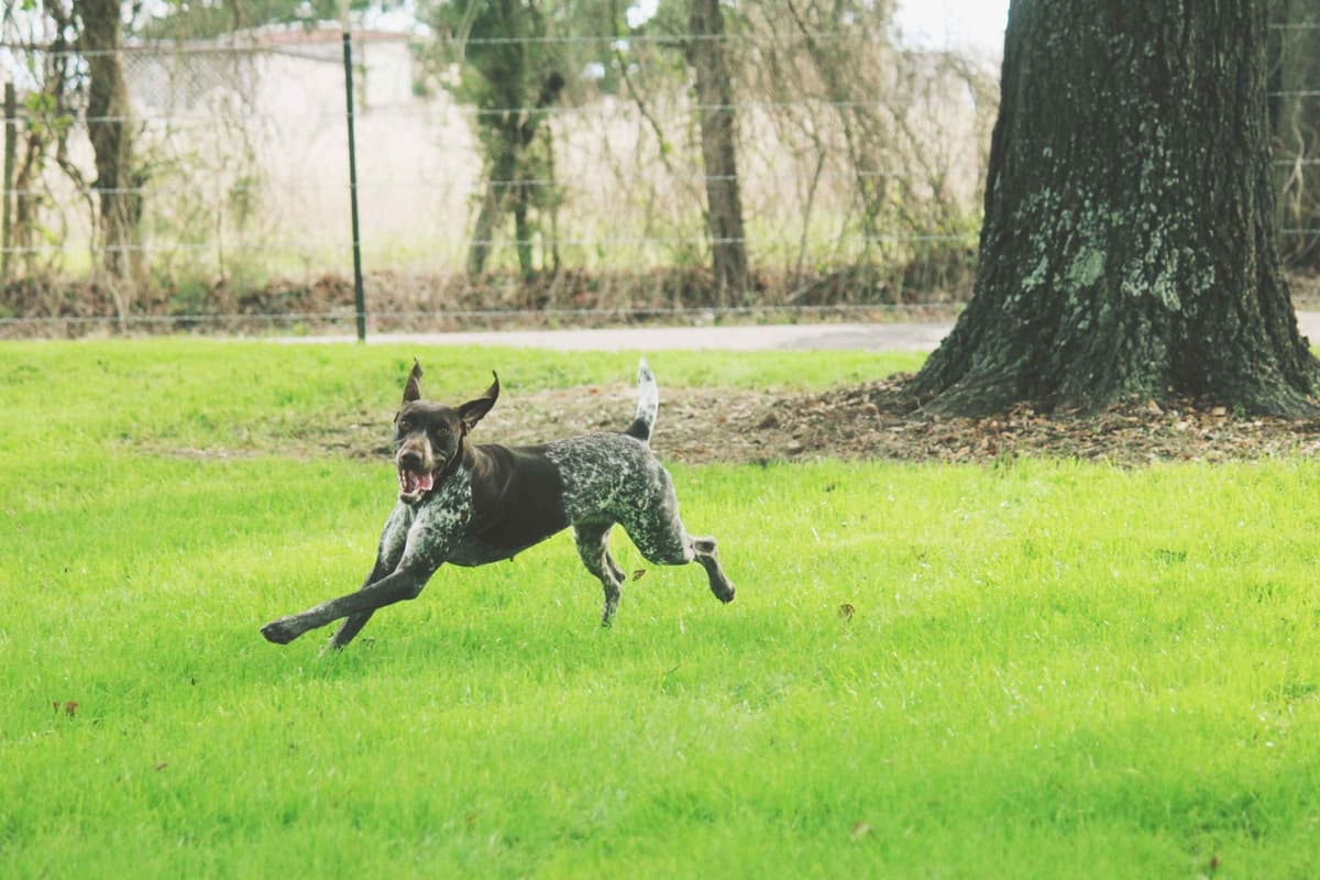 German Shorthaired Pointer Puppies breeder image 18