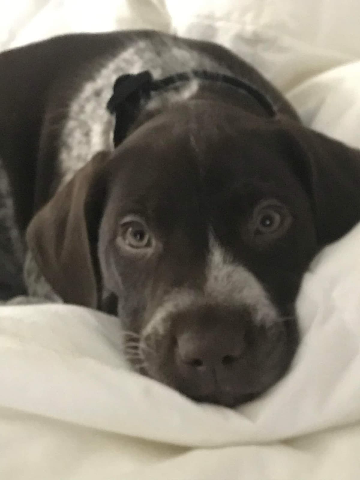 German Shorthaired Pointer Puppies breeder image 19