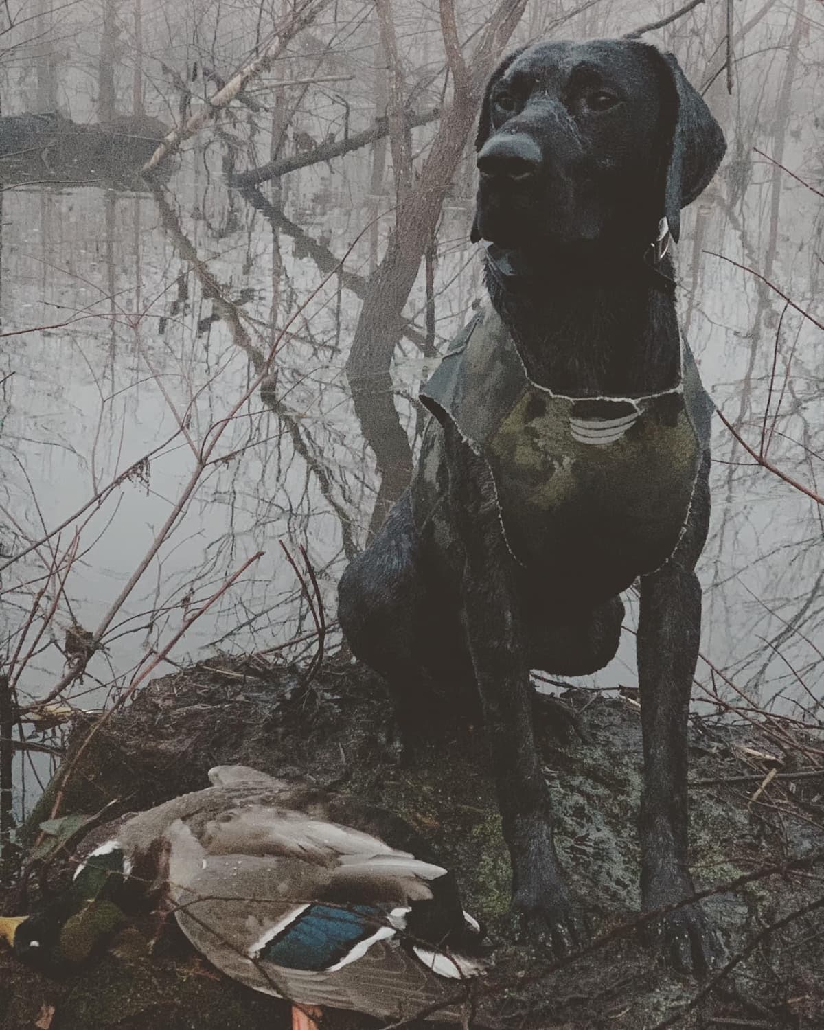 German Shorthaired Pointer Puppies breeder image 20