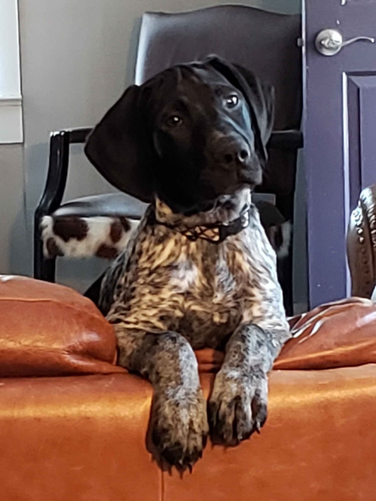 German Shorthaired Pointer Puppies breeder image 21