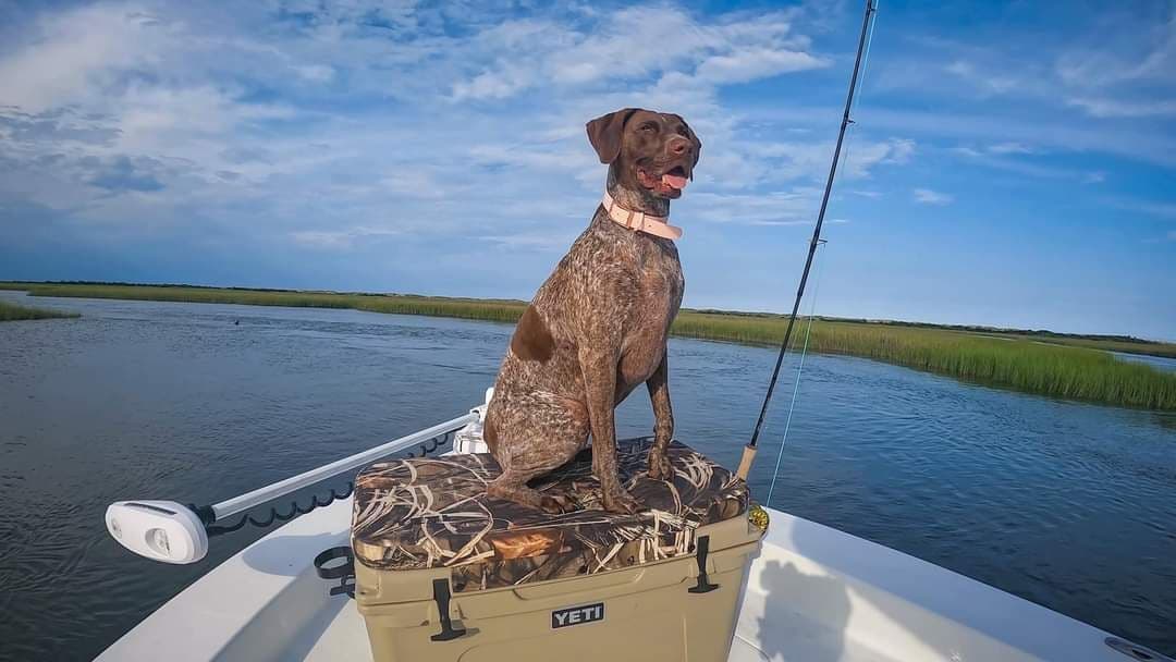 German Shorthaired Pointer Puppies breeder image 22