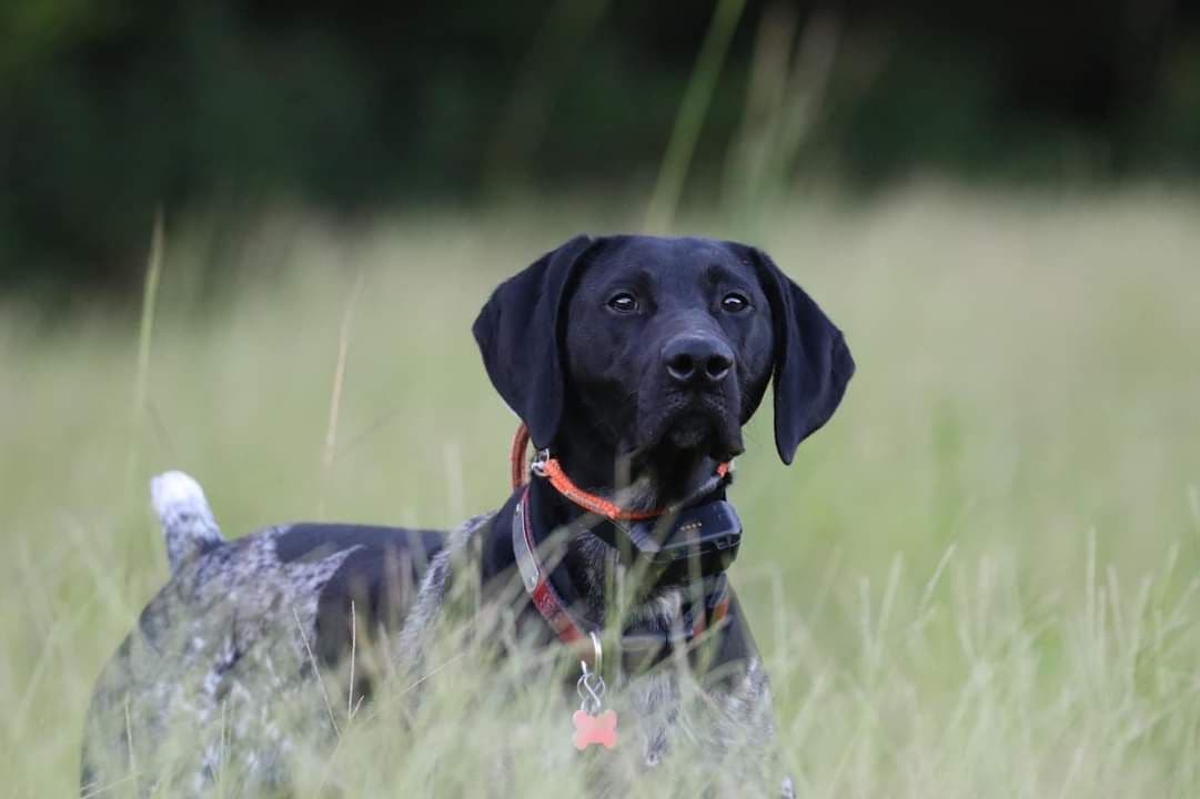 German Shorthaired Pointer Puppies breeder image 23
