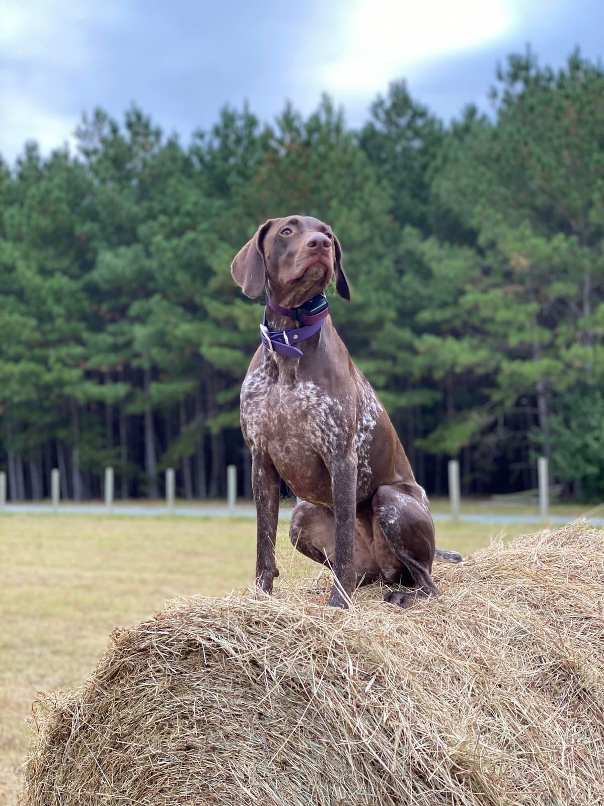 German Shorthaired Pointer Puppies breeder image 25