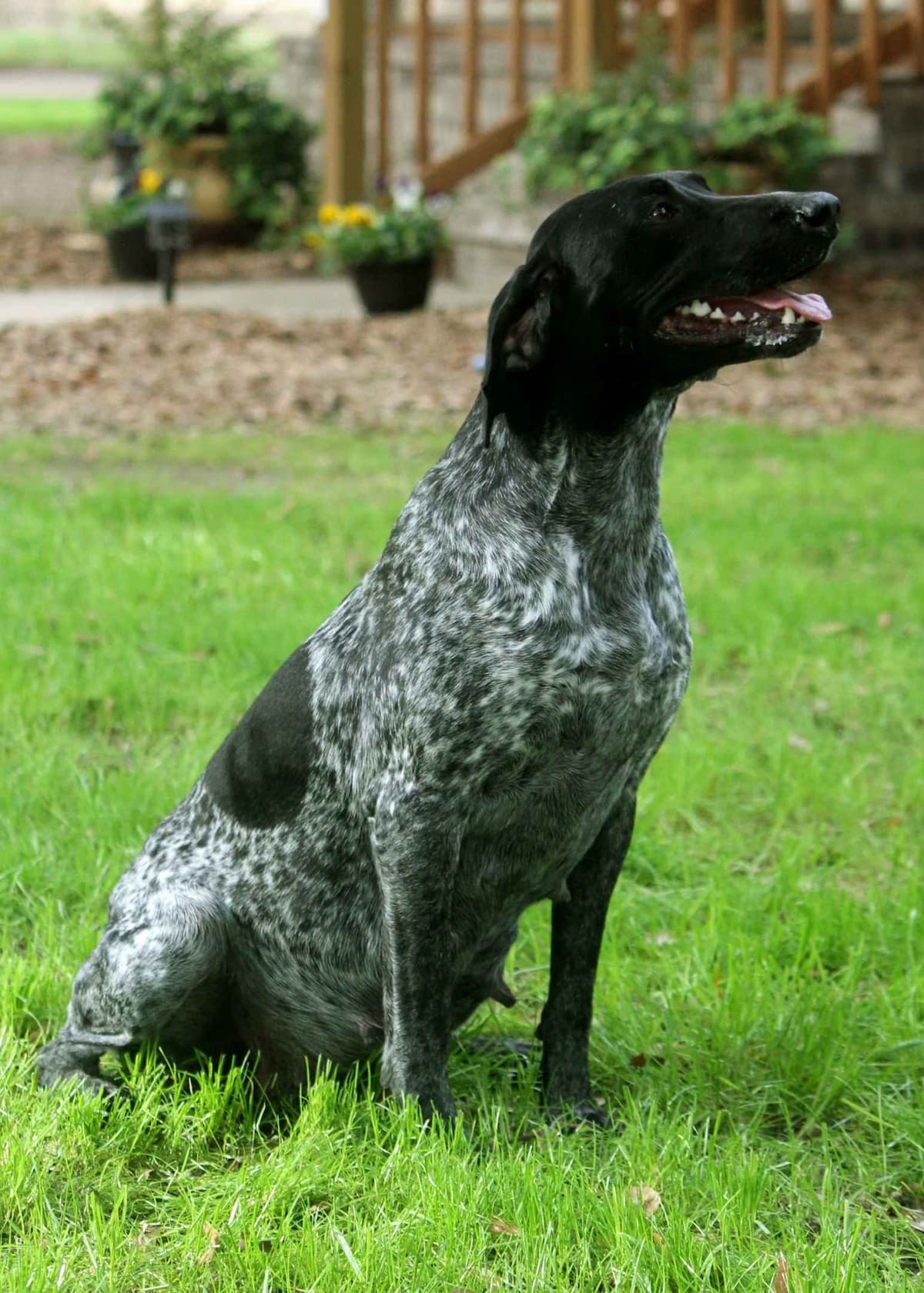 German Shorthaired Pointer Puppies breeder image 26