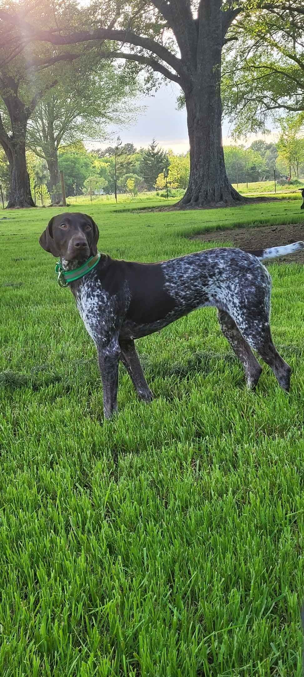 German Shorthaired Pointer Puppies breeder image 27