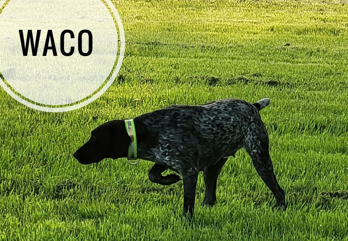German Shorthaired Pointer Puppies breeder image 28