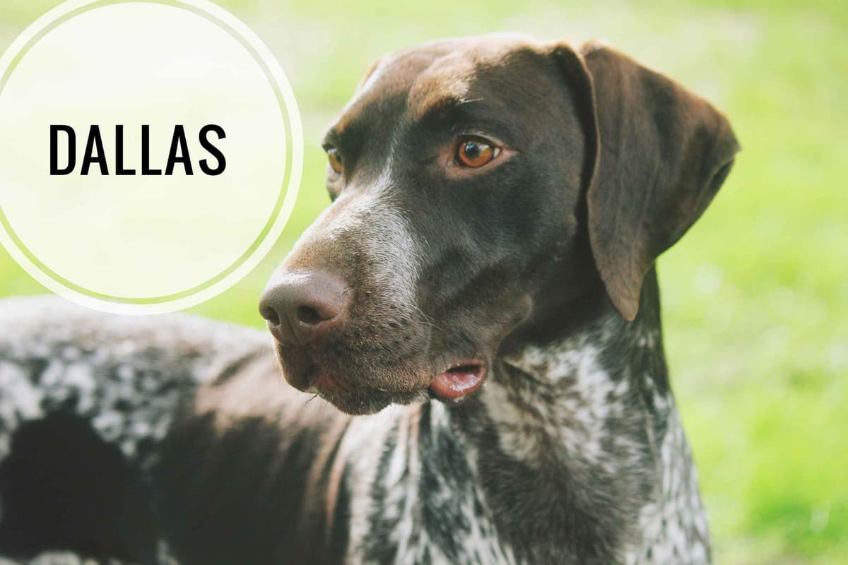 German Shorthaired Pointer Puppies breeder image 29