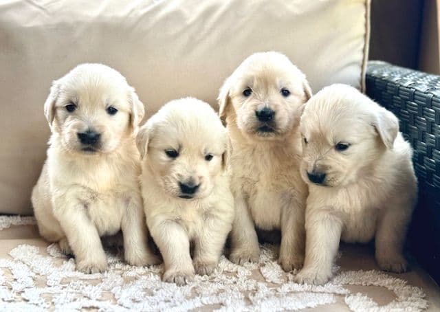 Golden Retriever Puppies- 1 male left! media 2