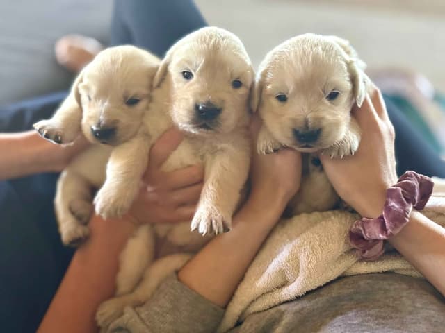 Golden Retriever Puppies- 1 male left! media 3