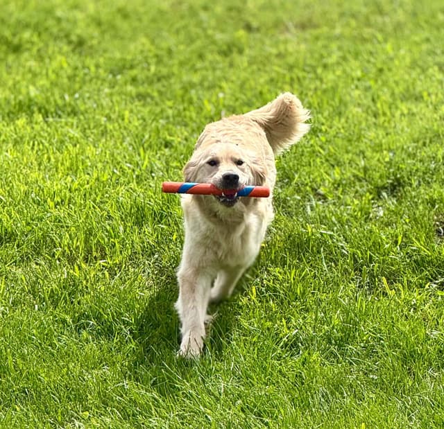 Golden Retriever Puppies- 1 male left! media 5